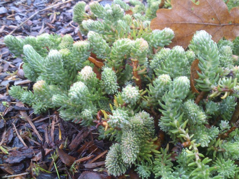 Sedum rupestre 'Cristatum'